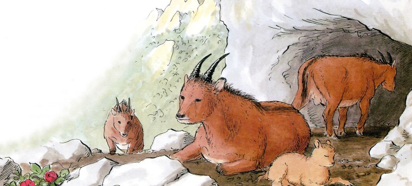 Myotragus balearicus